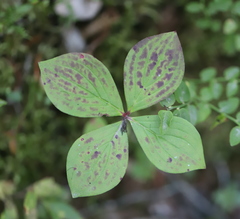 Cornus unalaschkensis