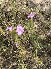 Agalinis densiflora