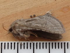 Eudalaca