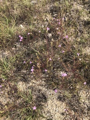 Agalinis densiflora