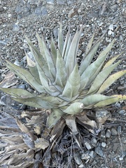 Agave vizcainoensis