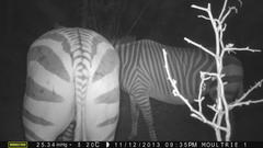 Equus zebra hartmannae