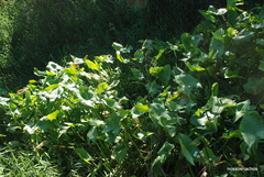 Echinodorus grandiflorus