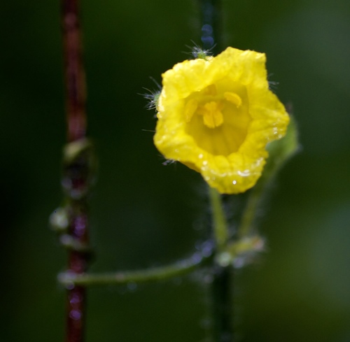 Image of Thladiantha Angustisepala (Thladiantha angustisepala) by (c) Shawn O'Donnell, some rights reserved (CC BY)