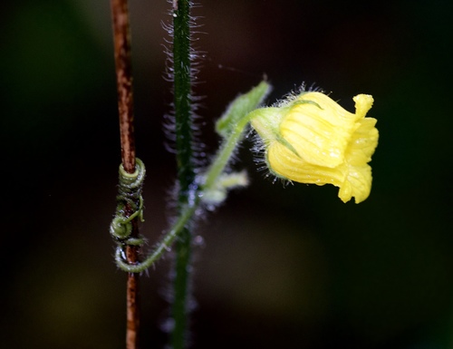 Image of Thladiantha Angustisepala (Thladiantha angustisepala) by (c) Shawn O'Donnell, some rights reserved (CC BY)