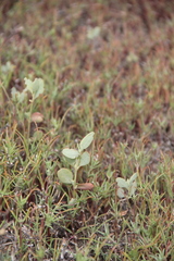 Atriplex pedunculata