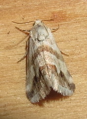 Eublemma ornatula