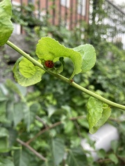 Harmonia axyridis