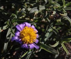 Amellus asteroides asteroides