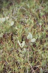 Atriplex pedunculata