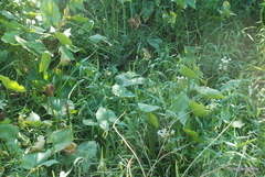 Echinodorus grandiflorus