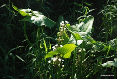 Echinodorus grandiflorus