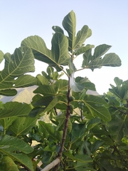 Ficus carica