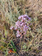 Limonium gmelinii