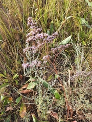 Limonium gmelinii