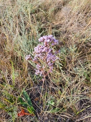 Limonium gmelinii