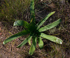 Ammocharis longifolia