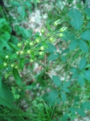 Lysimachia verticillaris