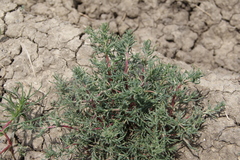 Petrosimonia brachiata