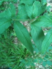 Lysimachia verticillaris