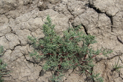 Petrosimonia brachiata