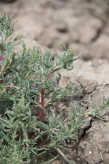 Petrosimonia brachiata