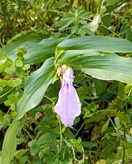 Roscoea