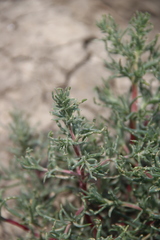 Petrosimonia brachiata