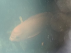 Hypsypops rubicundus