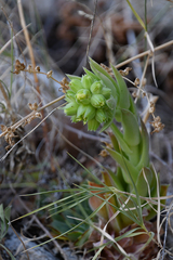 Sempervivum heuffelii