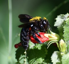 Xylocopa griswoldi