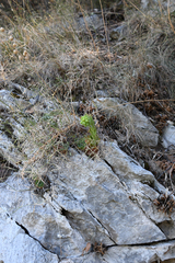 Sempervivum heuffelii
