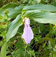 Roscoea