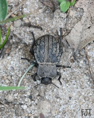 Pelecyphorus fallax