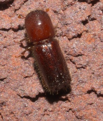 Xyleborus celsus