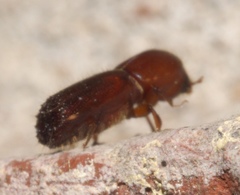 Xyleborus celsus
