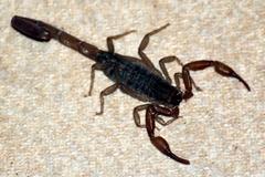 Pseudolychas ochraceus