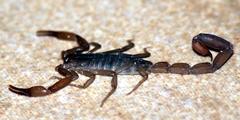 Pseudolychas ochraceus