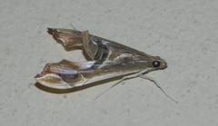 Agathodes musivalis