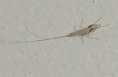 Ephemeroptera