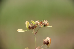 Trifolium angulatum
