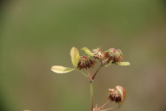 Trifolium angulatum