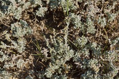 Artemisia rothrockii