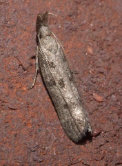 Dichomeris inversella