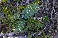 Anisotome pilifera