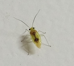 Dioclerus himalayanus