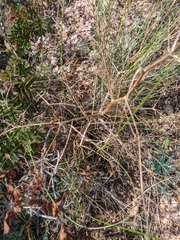 Trinia glauca
