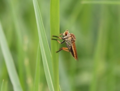 Cophinopoda