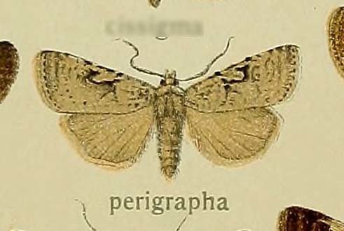 Paramathes perigrapha