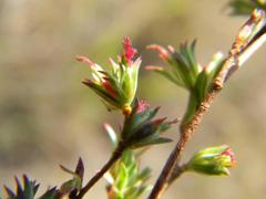 Cliffortia marginata